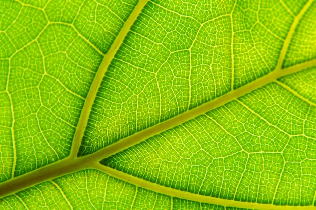 Green leaf macro background Closeup texture and pattern of organic plant Nature foliage biology