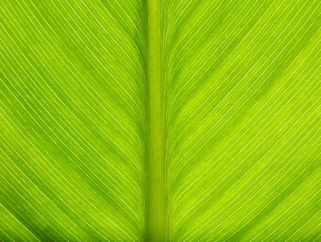 Зеленый лист макро вид