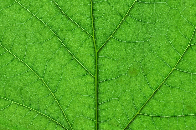 green leaf macro