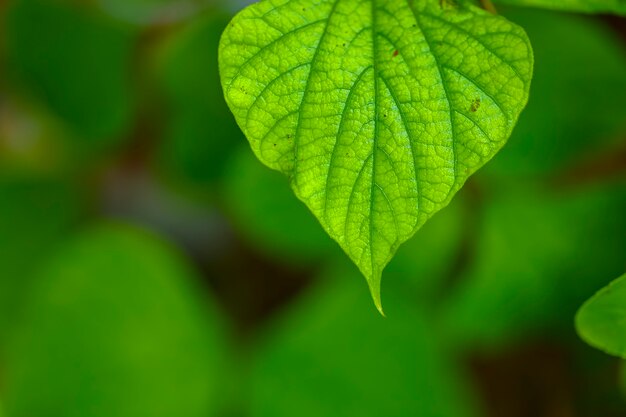 녹색 잎 매크로