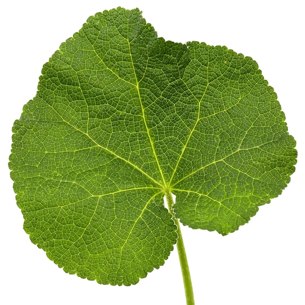 Foto foglia verde di malva isolata su sfondo bianco