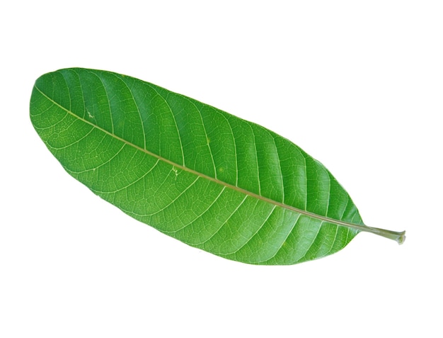 A green leaf of a mango tree