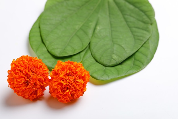Green leaf and marigold flower