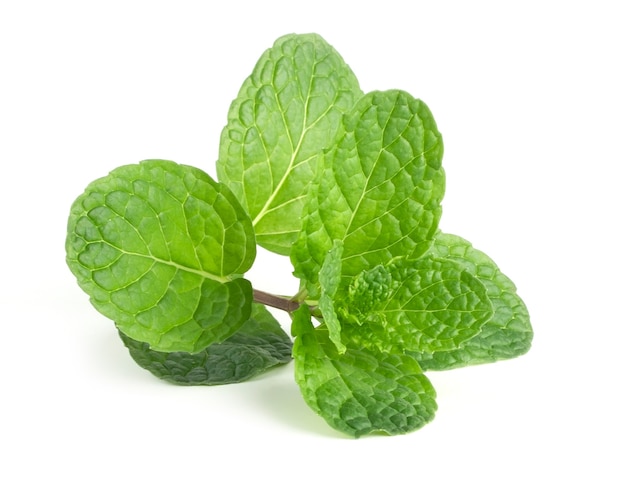 Green leaf mint isolate on white background