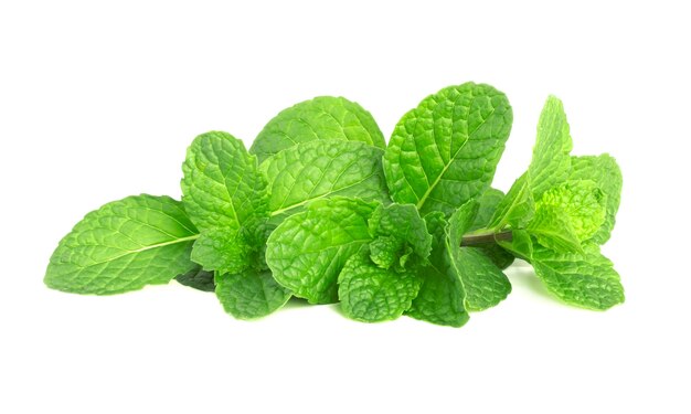 Green leaf mint isolate on white background