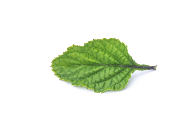 A green leaf of a mint plant on a white background