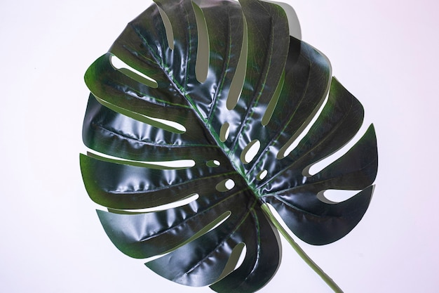 Green leaf of monstera on a light background. Top view, flat lay