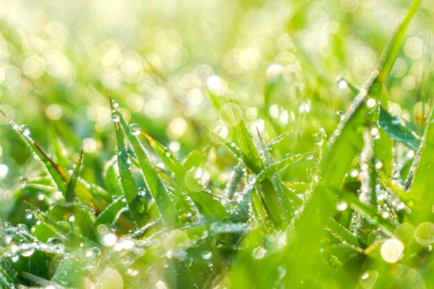 Foto foglia verde alla luce del mattino