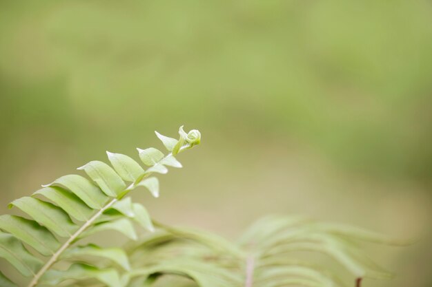 Green leaf in the morning with blurred background.