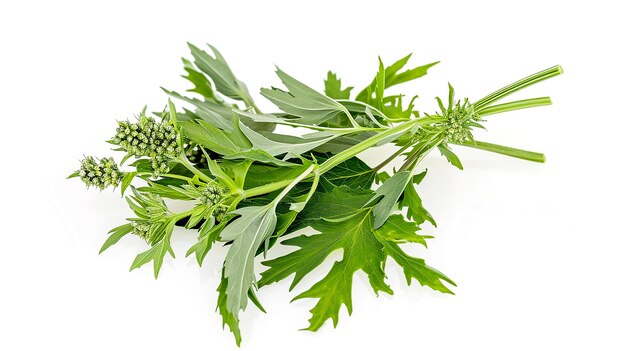 green leaf Mugwort isolated on white background