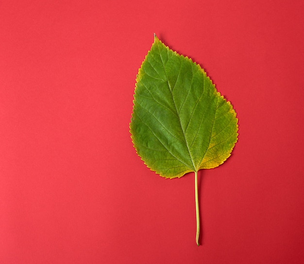 Green leaf of a mulberry on a red background