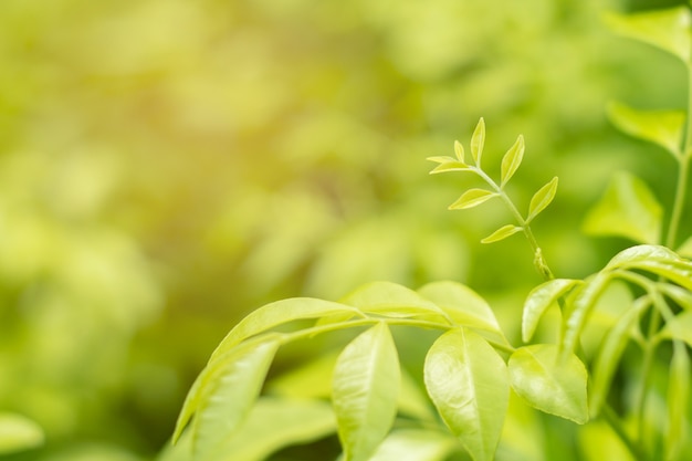 Sfondo naturale foglia verde per texture