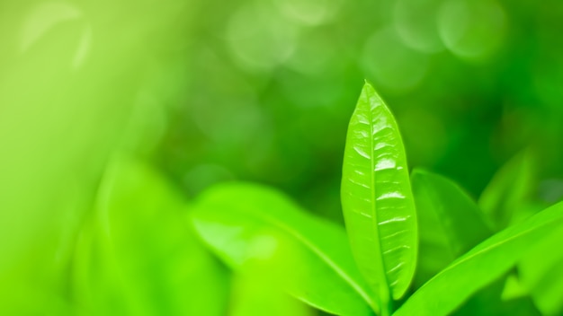 green leaf nature background and bokeh