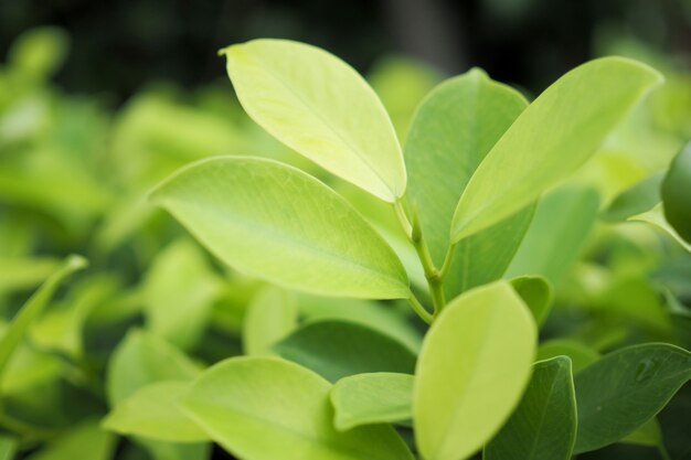 Green leaf nature on greenery . soft focus