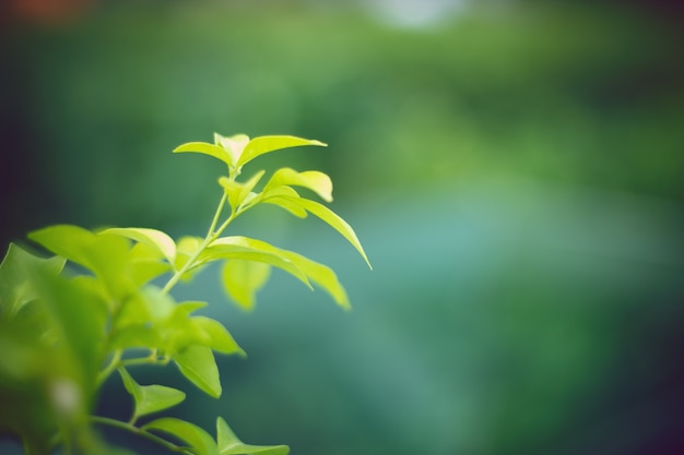 緑の葉の自然植物