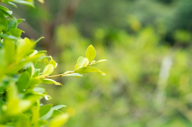 green leaf nature