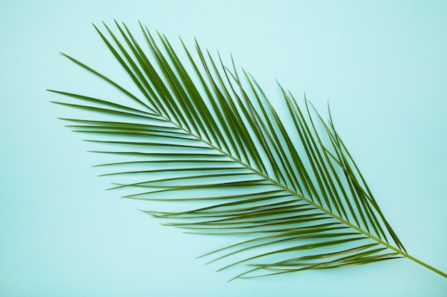 Green leaf of palm tree on blue background