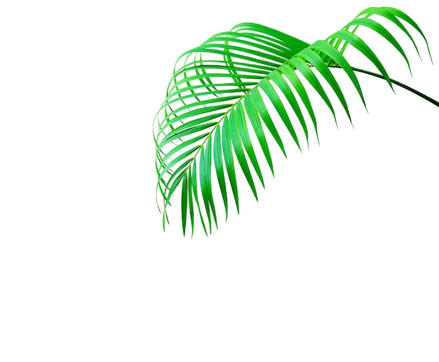 Photo green leaf of palm tree isolated on white background