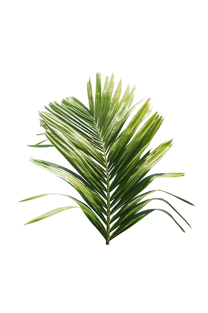 Photo green leaf of palm tree isolated on white background