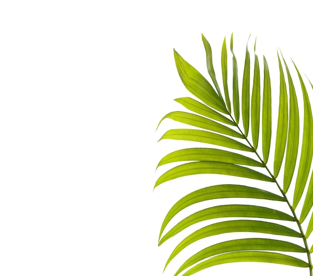 Green leaf of palm tree on white background