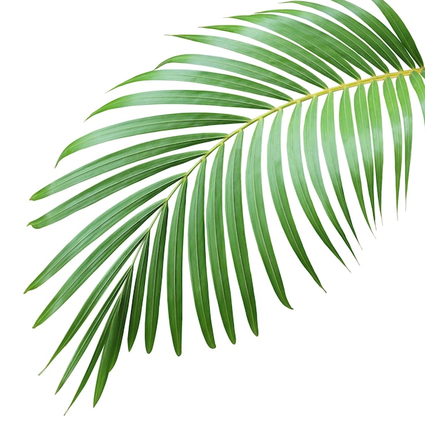 Photo green leaf of palm tree on white background