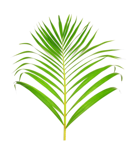 Зеленый лист пальмы на белом фоне