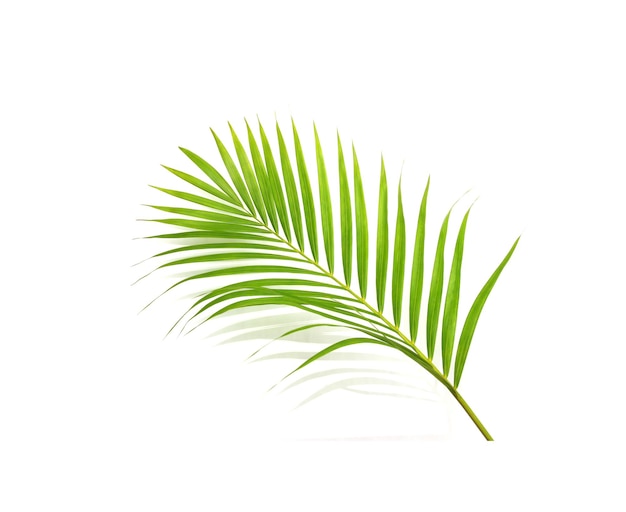 Green leaf of palm tree on white background