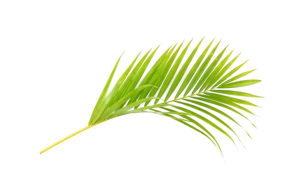 Green leaf of palm tree on white background