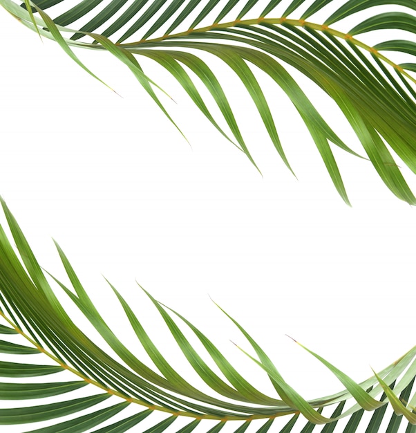 Green leaf of palm tree on white background