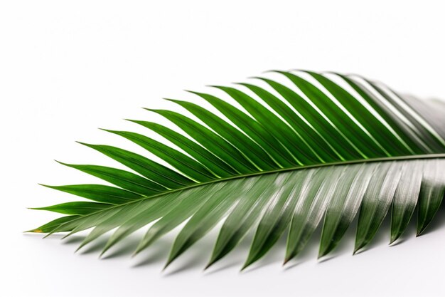 A green leaf of a palm tree on a white background