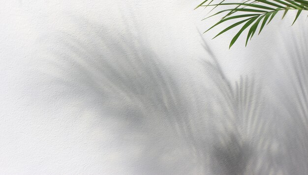 green leaf of palm tree with shadow on white background