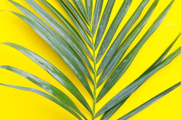 Green leaf of palm tree on yellow background.