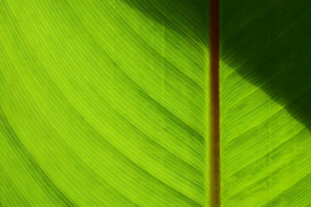 写真 緑の葉の模様と影