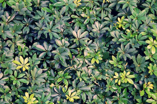 Green leaf pattern background texture