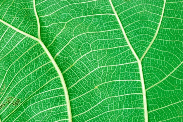 Green leaf pattern background