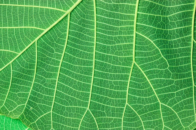 Photo green leaf pattern background