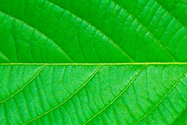 Green leaf pattern for the background