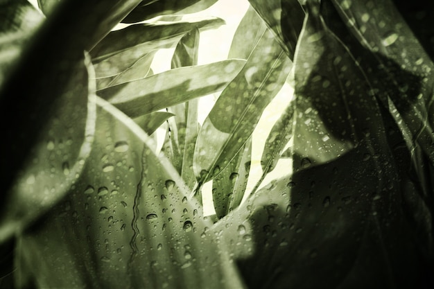 Green leaf pattern of herb ( Alpinia galanga ),view through the window on rainy day.