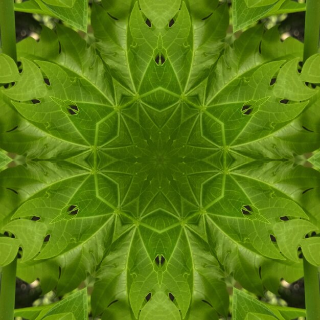 A green leaf pattern that is made up of leaves