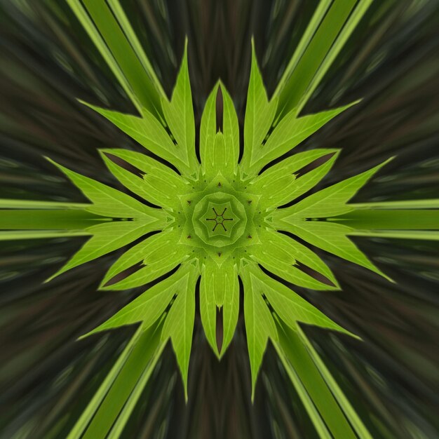 A green leaf pattern with a star in the middle.