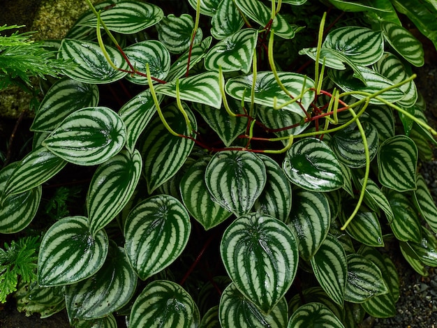 Green leaf pattern