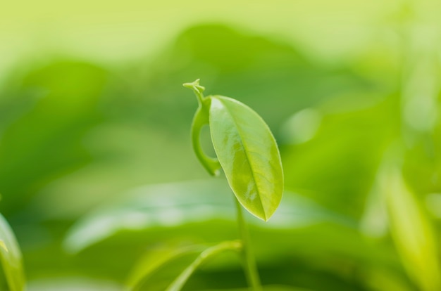 Green leaf patterned background