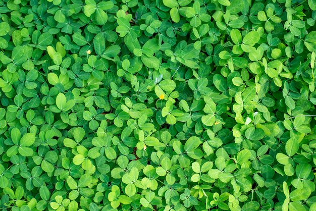 Green leaf of Pinto peanut backgroundsmall yellow flower