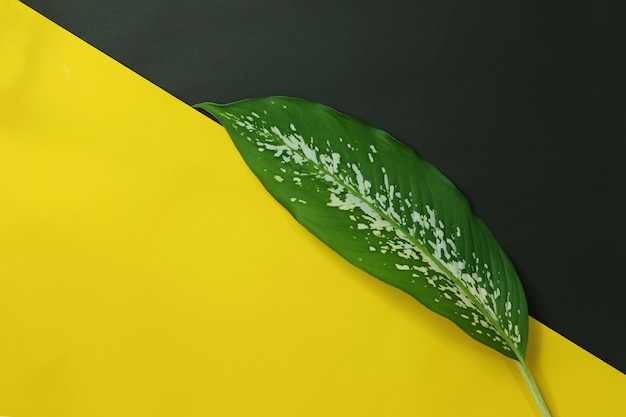 Green leaf placed on yellow and black paper