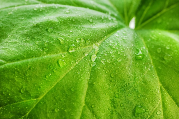 Green leaf of a plant or flower with water drops from the rain Pure nature close up