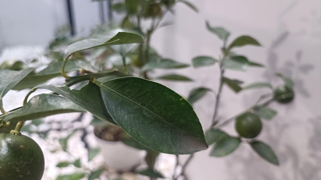 A green leaf on a plant in a pot