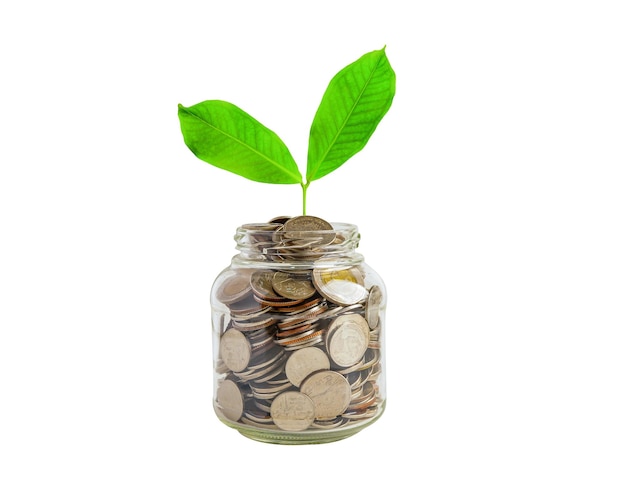 Green leaf plant on save money coins Business finance saving banking investment concept