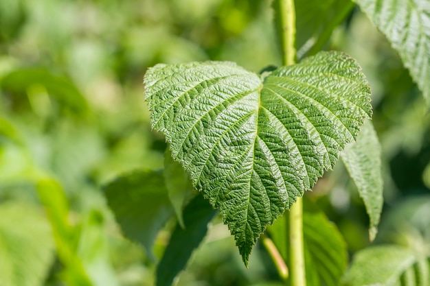 Green leaf of a plant in sunny day