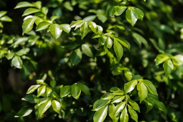 緑の葉の植物の木、夏の新鮮な空気の概念