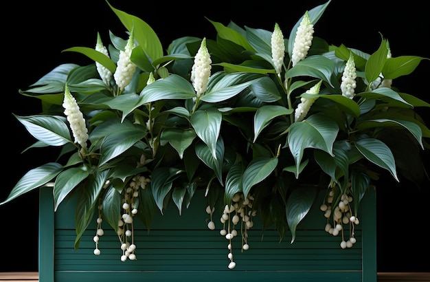 green leaf plant in white flowers in planter box